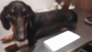 Vaquinha Online - Ajudem a minha mãe a me curar da doença do carrapato!