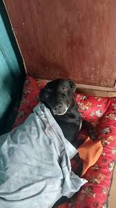 Vaquinha Online - Salvamento de cachorros.