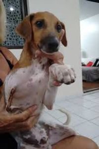 Animais - Salvamento de cachorros.