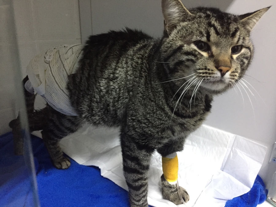 Araucária/PR - Gio, gato de rua atropelado e com necrose nas lesões precisa de cirurgia