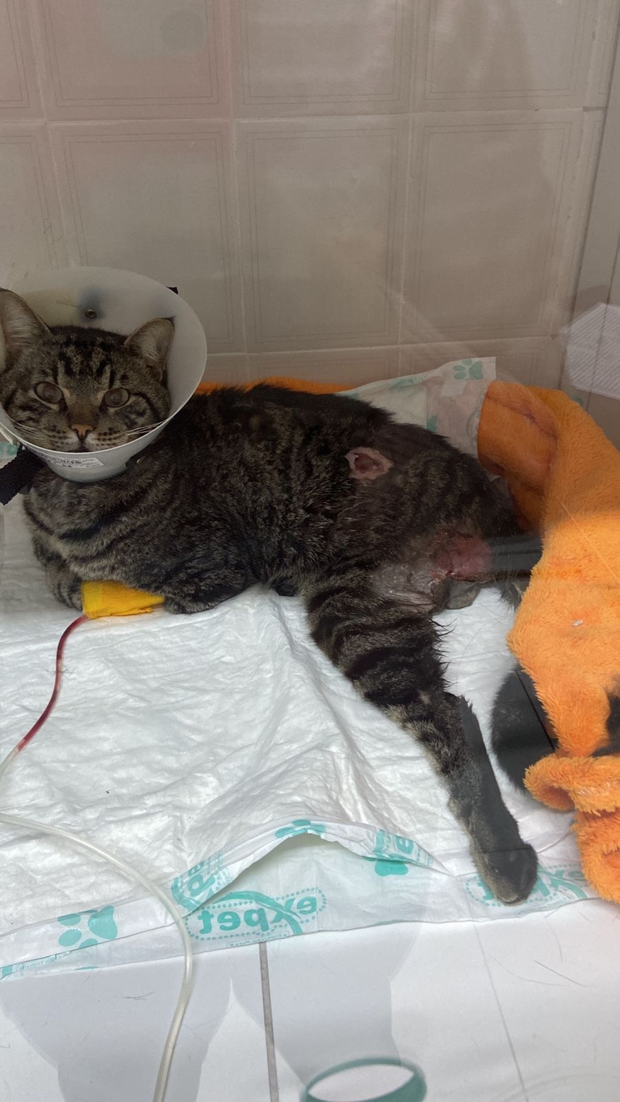 Vaquinha Online - Gio, gato de rua atropelado e com necrose nas lesões precisa de cirurgia