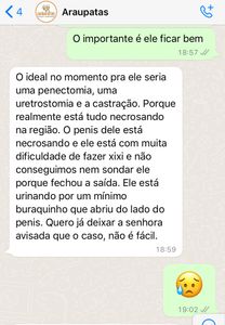 Animais - Gio, gato de rua atropelado e com necrose nas lesões precisa de cirurgia