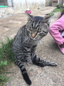 Gio, gato de rua atropelado e com necrose nas lesões precisa de cirurgia imagem 9