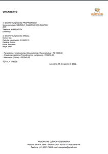 Gio, gato de rua atropelado e com necrose nas lesões precisa de cirurgia imagem 6