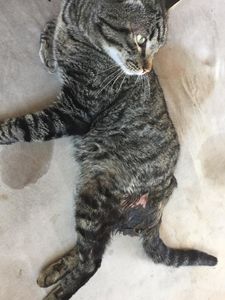 Gio, gato de rua atropelado e com necrose nas lesões precisa de cirurgia imagem 7