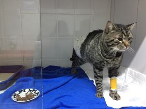 Gio, Gatinho de rua atropelado e com lesões precisa de cirurgia - Gio, gato de rua atropelado e com necrose nas lesões precisa de cirurgia