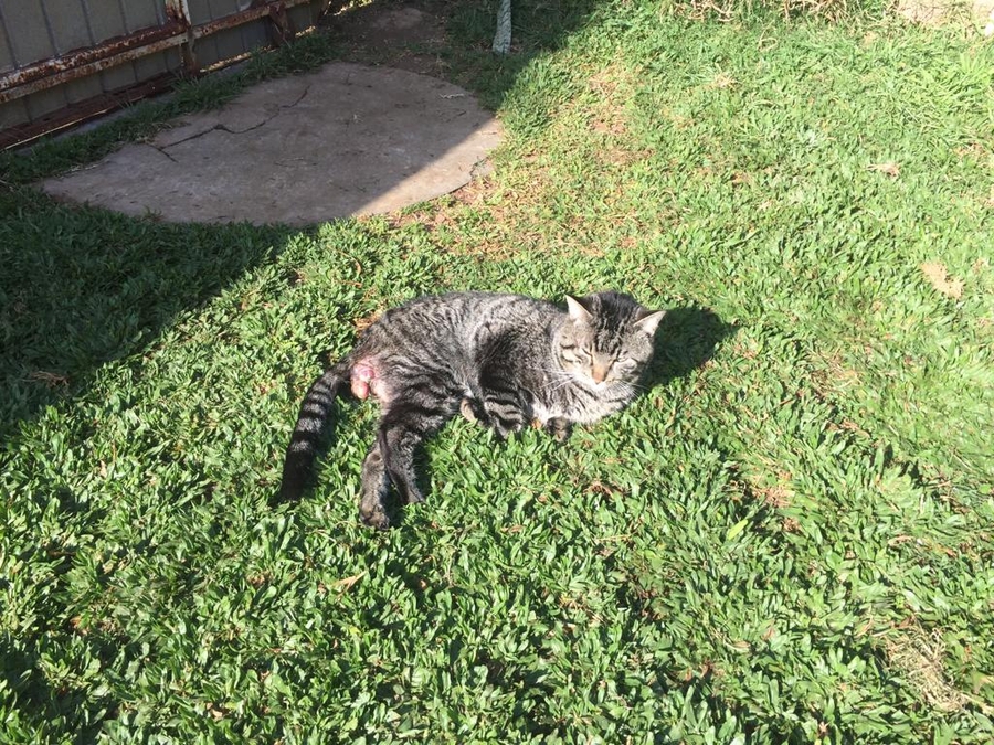 Gio, gato de rua atropelado e com necrose nas lesões precisa de cirurgia imagem 8