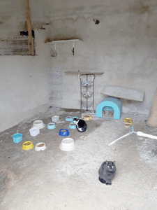 Abrigo Patinhas Anônimas - Reforma do Abrigo Patinhas Anônimas