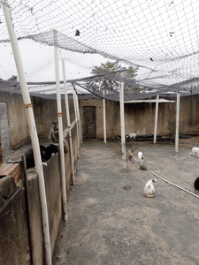 Animais - Reforma do Abrigo Patinhas Anônimas