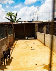 Reforma do Abrigo Patinhas Anônimas imagem 9