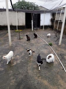 Reforma do Abrigo Patinhas Anônimas imagem 7