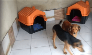 Reforma do Abrigo Patinhas Anônimas imagem 8