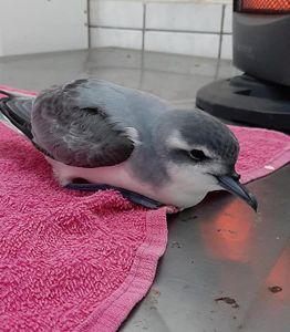 AJUDE NA CONSTRUÇÃO DE RECINTO PARA AS AVES EM REABILITAÇÃO NO NOSSO CETAS imagem 7