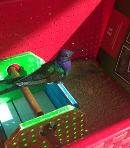 null - AJUDE NA CONSTRUÇÃO DE RECINTO PARA AS AVES EM REABILITAÇÃO NO NOSSO CETAS