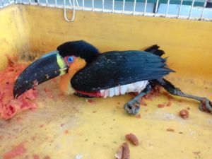 Peruíbe/SP - AJUDE NA CONSTRUÇÃO DE RECINTO PARA AS AVES EM REABILITAÇÃO NO NOSSO CETAS