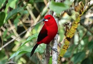 AJUDE NA CONSTRUÇÃO DE RECINTO PARA AS AVES EM REABILITAÇÃO NO NOSSO CETAS imagem 9