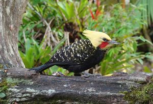 Financiamento Coletivo - AJUDE NA CONSTRUÇÃO DE RECINTO PARA AS AVES EM REABILITAÇÃO NO NOSSO CETAS
