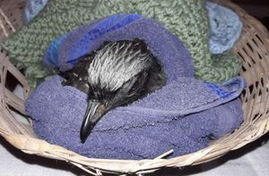 AJUDE NA CONSTRUÇÃO DE RECINTO PARA AS AVES EM REABILITAÇÃO NO NOSSO CETAS imagem 6