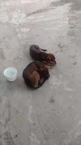 PROJETO CEL 20 ANOS SALVANDO VIDAS!