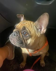 AJUDE A PAÇOCA A VENCER A LEISH! imagem 7