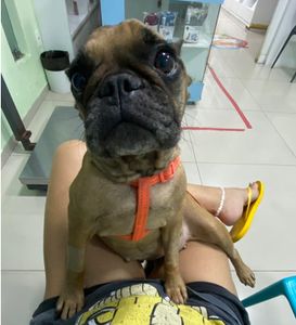 AJUDE A PAÇOCA A VENCER A LEISH - AJUDE A PAÇOCA A VENCER A LEISH!