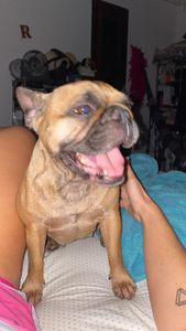 AJUDE A PAÇOCA A VENCER A LEISH! imagem 9