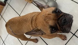 Fortaleza/CE - AJUDE A PAÇOCA A VENCER A LEISH!