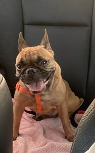 AJUDE A PAÇOCA A VENCER A LEISH! imagem 6