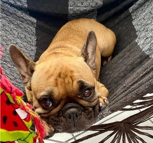 AJUDE A PAÇOCA A VENCER A LEISH! imagem 8