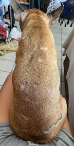 Saúde e Emergências - AJUDE A PAÇOCA A VENCER A LEISH!