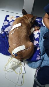 Vaquinha Online - AJUDE A PAÇOCA A VENCER A LEISH!