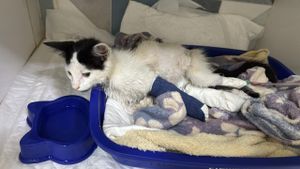 Animais - Ajude o Floquinho a voltar a andar depois de ser atropelado