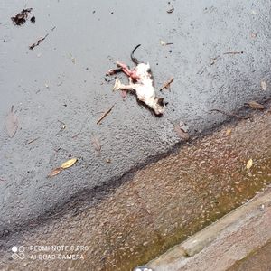 Ajude o Floquinho a voltar a andar - Ajude o Floquinho a voltar a andar depois de ser atropelado