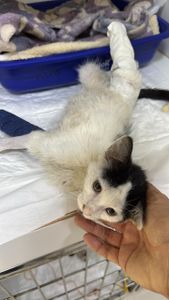 Ajude o Floquinho a voltar a andar depois de ser atropelado