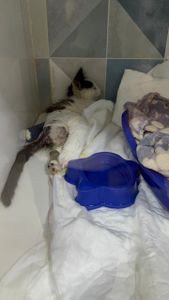 Vaquinha Online - Ajude o Floquinho a voltar a andar depois de ser atropelado