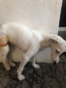 Animais - Ajude o Pirata, filhote abandonado e atropelado 