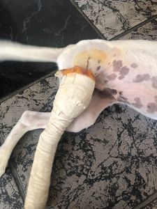 Boa Esperança/MG - Ajude o Pirata, filhote abandonado e atropelado 