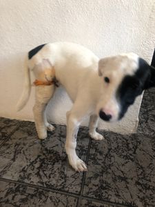 Ajude o Pirata, filhote abandonado e atropelado - Ajude o Pirata, filhote abandonado e atropelado 