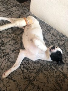 Ajude o Pirata, filhote abandonado e atropelado  imagem 6