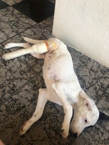 Vaquinha Online - Ajude o Pirata, filhote abandonado e atropelado 