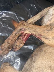 Animais - Custos veterinário do Bob