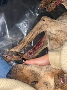 Vaquinha Online - Custos veterinário do Bob