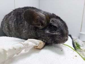 Animais - Cirurgia de estômago do Fred!