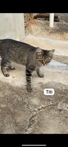 Causas e Comunidade - Ajude 3 gatinhas de rua a serem castradas