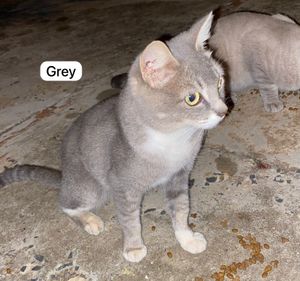 Ajude 3 gatinhas de rua a serem castradas