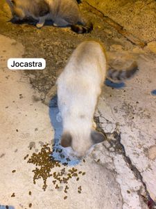 Vaquinha Online - Ajude 3 gatinhas de rua a serem castradas