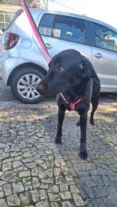 Campinas/SP - Cirurgia urgente para a Pagu Pretinha: displasia coxofemural severa 