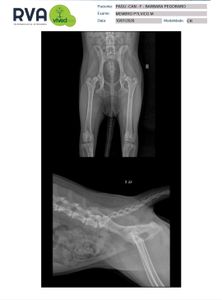 Animais - Cirurgia urgente para a Pagu Pretinha: displasia coxofemural severa 