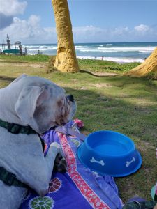 Animais - Sivuca de rodinhas!