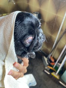 Animais - Custos de saúde da Elguinha